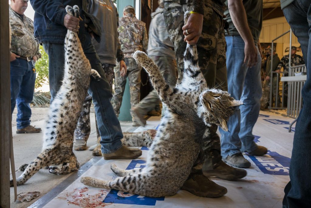 مشهد للمتسابقين وهم يصطفون لأخذ وزن قطط "بوبكات" خلال مسابقة "West Texas Big Bobcat Contest" في عام 2022.